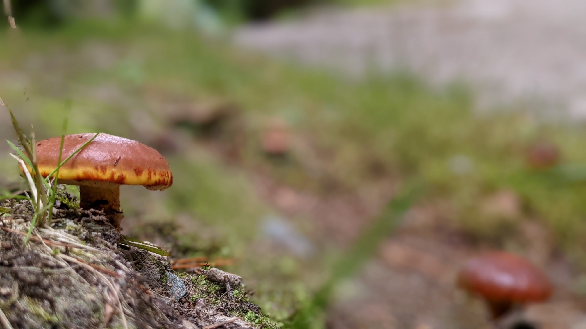 Thumbnail for Z-Social-Btn